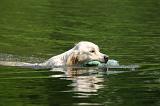 GOLDEN RETRIEVER 1073